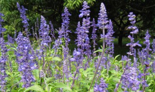 冰蓝鼠尾草的养殖方法和注意事项（冰蓝鼠尾草的养殖方法和注意事项视频）