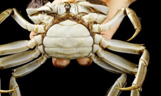 活河螃蟹怎么保存过夜 活河蟹怎样保存过夜