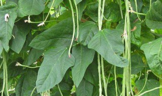 长豆角的功效与作用及食用方法 紫色长豆角的功效与作用及食用方法