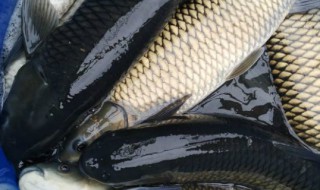 草鱼有刺吗（草鱼有鱼刺吗）