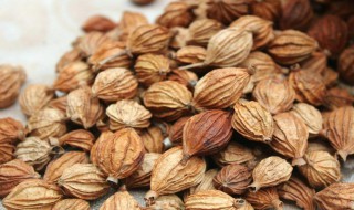 砂仁是什么调料 砂仁 调料