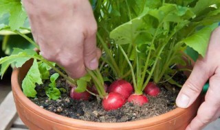 种萝卜怎样浇水 种萝卜怎样浇水好