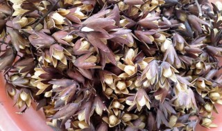 香椿子的功效与作用(香椿子的功效与作用和副作用)