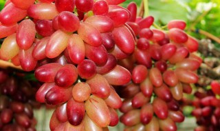 美人指的功效与作用 美人指的功效与作用图片