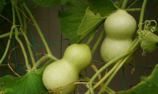 葫芦为什么只有雄花没有雌花 为什么葫芦只有雄花没有雌花