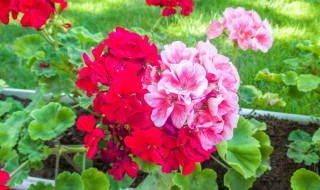 茶花如何嫁接 茶花的嫁接方法