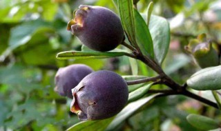 乌饭子怎么养 乌饭子的养殖技巧