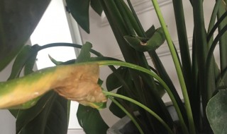 天堂鸟烂根了怎么救治 怎么救治天堂鸟烂根