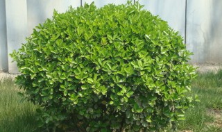 冬青树是什么 冬青树介绍