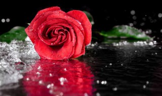 7朵玫瑰花语是什么意思 7朵玫瑰花语寓意