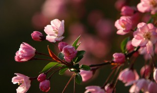 海棠花谢了后怎么修剪 海棠花谢了后的修剪方法介绍