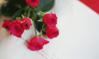 26朵玫瑰花语什么意思 26朵玫瑰花语有什么寓意