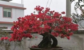 映山红怎么修剪 映山红的修剪技巧