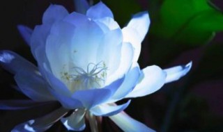 凌晨12点开的花是什么花 凌晨12点开的花是哪种花