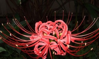 彼岸花颜色有几种 彼岸花颜色有很多吗