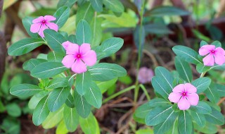 长春花叶子耷拉打卷是怎么回事 长春花叶子耷拉打卷是什么原因