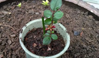 月季8月份扦插能活吗 月季8月份能扦插吗