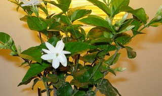 家里养茉莉风水好吗 家里可以养茉莉吗