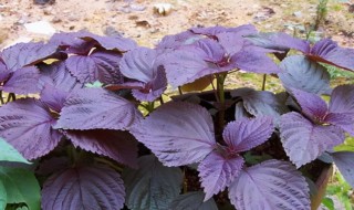 紫苏9月份可以种植吗 紫苏9月份能种植吗