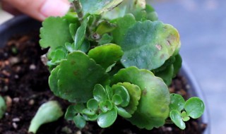 长寿花叶子软薄还能恢复吗 长寿花叶子软薄的原因