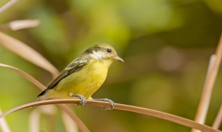 梦见黄雀什么寓意 梦见黄雀预示着什么