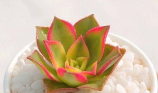 清盛锦花语 清盛锦花语是什么