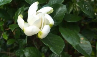 桅子花的风水作用禁忌 桅子花的风水作用禁忌是什么