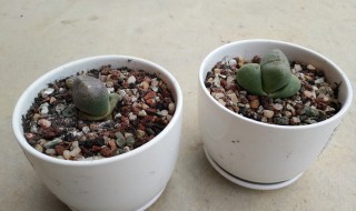 多肉元宝的养殖方法和注意事项 多肉元宝的养殖方法和注意事项简单介绍