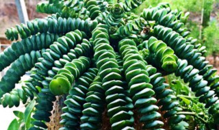 钱串子花的养殖方法和注意事项有哪些 钱串子花如何养殖