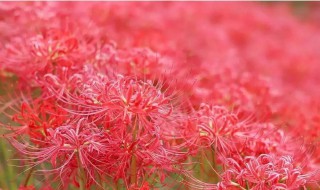 彼岸花一般长在什么样的地方 彼岸花生长环境是什么样的呢