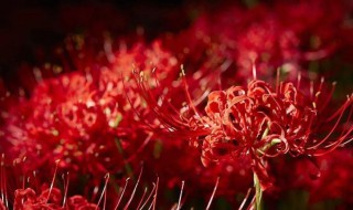 彼岸花为什么不能摘 什么是彼岸花