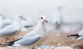 鸽子英语怎么读 鸽子英语的写法