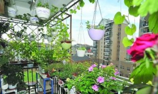 阳台花卉品种 阳台花卉品种有哪些