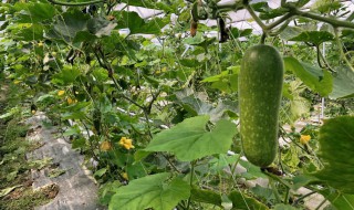 节瓜是什么 节瓜简单介绍