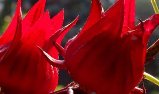 玫瑰茄一次吃多少 玫瑰茄每次吃多少呢