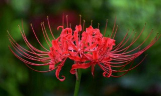 彼岸花能种在家里吗?有何寓意 彼岸花的寓意是什么