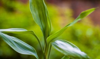 孝顺竹怎么养 怎么养孝顺竹