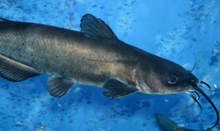 鲶鱼品种 鲶鱼品种介绍