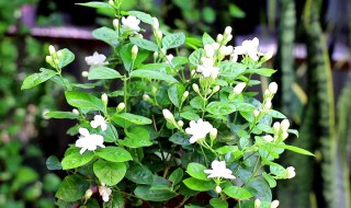 垂丝茉莉怎么养 怎么养垂丝茉莉