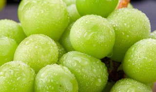 阳光玫瑰葡萄有籽还是无籽 阳光玫瑰葡萄有籽吗
