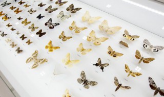 蝴蝶用英语怎么说 蝴蝶用英语的写法