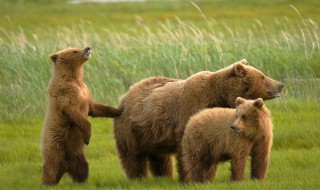 熊的英文怎么念 熊的英文简单介绍