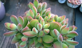 若歌诗怎么变红 若歌诗如何变红