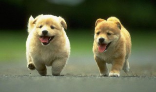 狗狗吃坏肚子拉稀怎么办 狗狗吃坏肚子拉稀解决方法