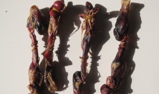 狗鞭怎么做好吃 狗鞭如何做好吃