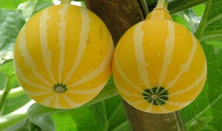 如何选购金瓜 选购金瓜的技巧