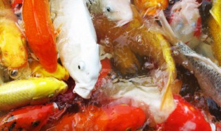 我们该怎么挑选鲤鱼 如何挑选鲤鱼