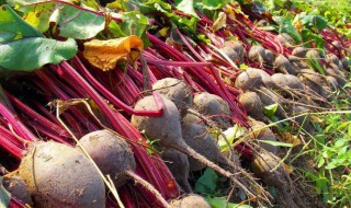 如何挑选甜菜根 挑选甜菜根方法