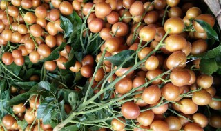 如何挑选黄皮果 怎样挑选黄皮果