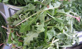 婆婆丁祛斑的方法 婆婆丁怎么祛斑